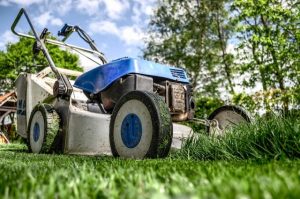 when to cut your grass
